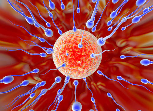 精子跟卵子結(jié)合，要多久才能懷孕？