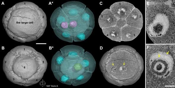 為什么會對胚胎進行評級？