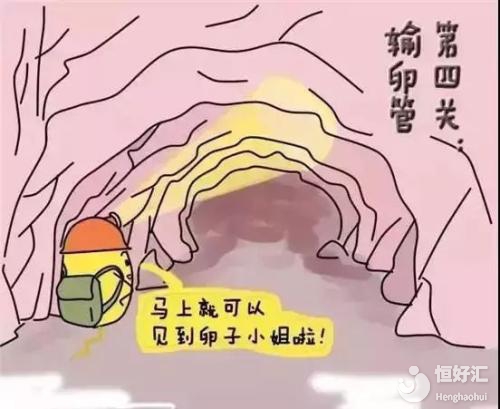 試管嬰兒最佳的取卵數量是多少？