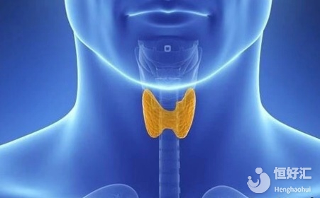 小小的甲狀腺，到底有什么功效呢？