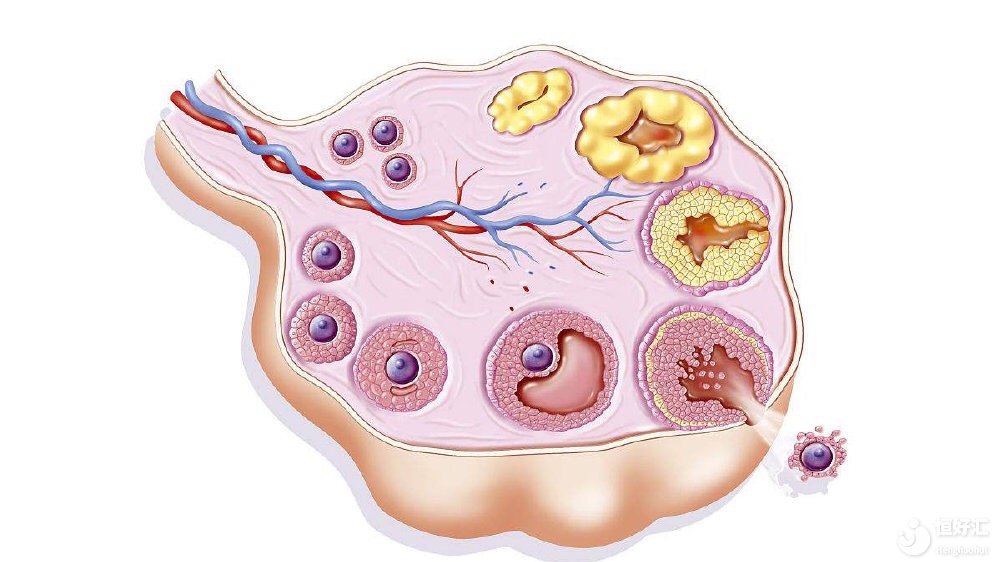 45歲高齡做試管嬰兒，順利生育的幾率有多高？