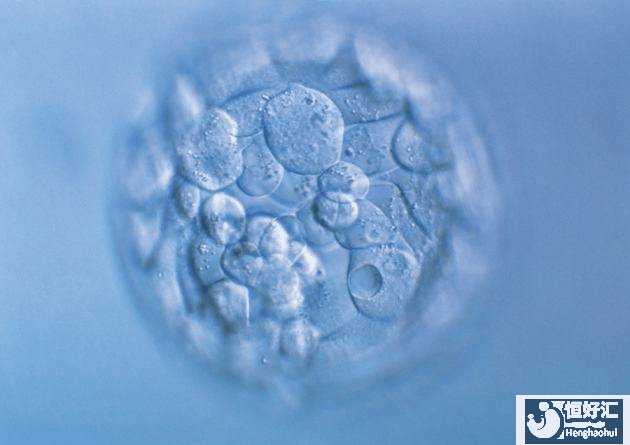 試管嬰兒要養(yǎng)囊？為什么？