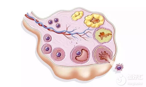 試管嬰兒為何出現空卵泡？廣州試管專家為大家解答