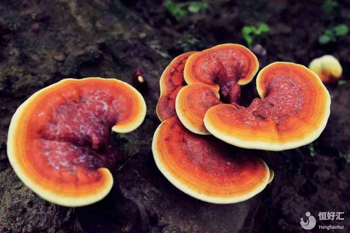 備孕需大補(bǔ)？試管媽媽可以吃靈芝補(bǔ)身體嗎？