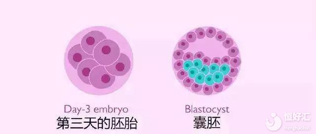做試管嬰兒很難成功？試管養囊成功率請收藏！