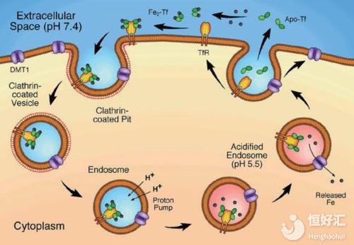 轉鐵蛋白高請注意！可能會引起這幾種疾病