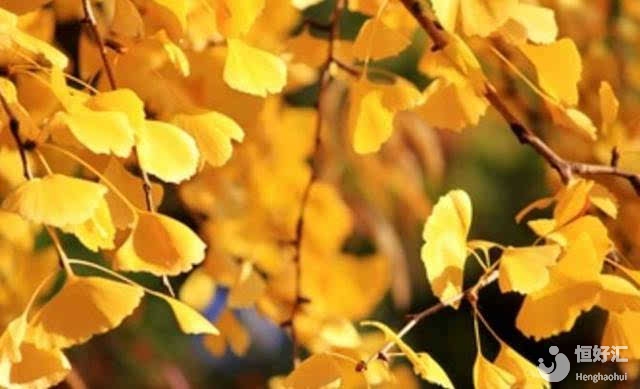 秋季備孕優(yōu)勢多多，請注意利用好這3點！